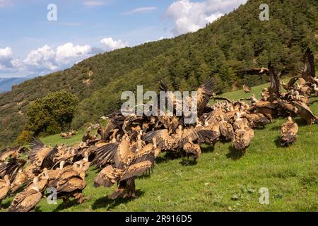 Gregge di Griffon Vulture nei Pirenei, Spagna Foto Stock