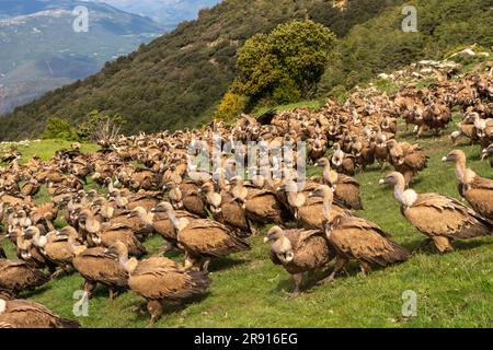 Gregge di Griffon Vulture nei Pirenei, Spagna Foto Stock