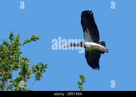 La cicogna di Abdim/cicogna dai bagliori bianchi (Ciconia abdimii) in volo contro il cielo blu, originaria dell'Africa subsahariana e dello Yemen Foto Stock