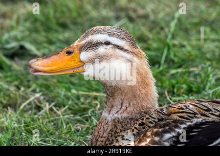 Rouen / Rodano anatra, ritratto ravvicinato di una femmina, razza francese di anatre domesticate allevate principalmente per la carne in Francia Foto Stock