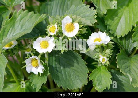 Fioritura di fragole. Cespugli di fragola con fiori in giardino. Foto Stock