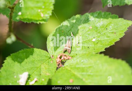 Corno lungo arroccato giallo (Nemophora degeerella), una falena Foto Stock
