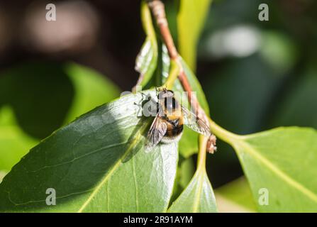 Arroccato Bumble-Bee Hoverfly (Volucella bombylans) nel Regno Unito Foto Stock