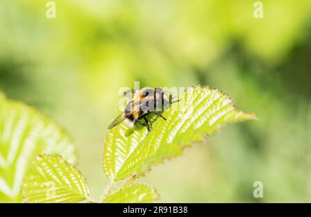 Arroccato Bumble-Bee Hoverfly (Volucella bombylans) nel Regno Unito Foto Stock