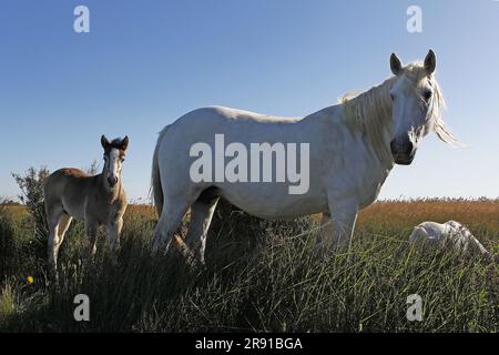 Camargue Horse, Mare e Foal in piedi a Meadow, Saintes Marie de la Mer nel sud della Francia Foto Stock