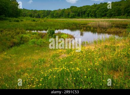 Un piccolo stagno in una palude nell'area ricreativa nazionale di Delaware Water Gap, Pennsylvania Foto Stock