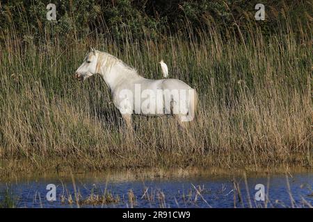 Camargue Horse, in piedi in palude, bestiame Egret sul retro, bubulcus ibis, Saintes Marie de la Mer nel sud della Francia Foto Stock