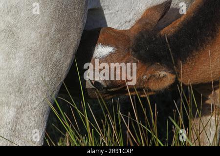 Camargue Horse, Mare e Foal Suckling, Saintes Marie de la Mer nel sud della Francia Foto Stock