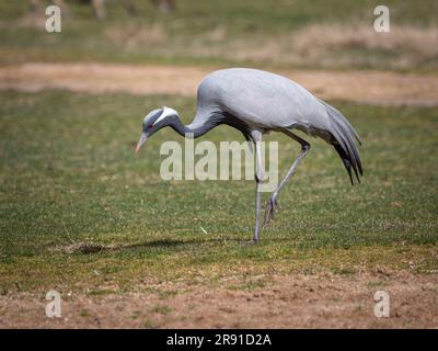 Un primo piano di un airone arroccato su un ramo d'albero sullo sfondo del Parc de la Tete d'Or a Lione, in Francia Foto Stock