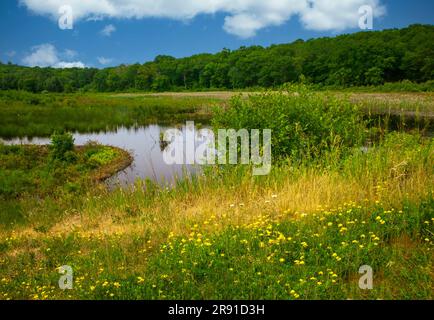 Un piccolo stagno in una palude nell'area ricreativa nazionale di Delaware Water Gap, Pennsylvania Foto Stock