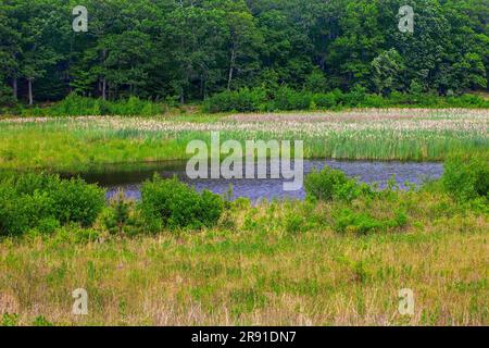 Un piccolo stagno in una palude nell'area ricreativa nazionale di Delaware Water Gap, Pennsylvania Foto Stock