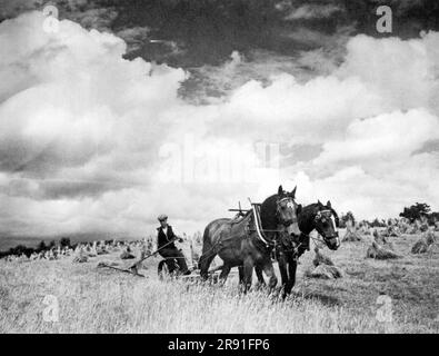 Lisburn, Irlanda del Nord: August27, 1940 Un contadino che taglia l'erba di segale con un mietitore trainato da cavalli. L'erba è coltivata per le sue sementi e viene per lo più esportata. Foto Stock