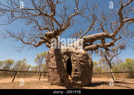 L'enorme albero di Boab della prigione accanto alla Derby Highway nell'Australia Occidentale, Austalia Foto Stock