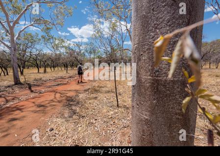 Una donna fa una breve passeggiata su un sentiero nell'entroterra da qualche parte lungo la Gibb River Road nell'Australia Occidentale Foto Stock