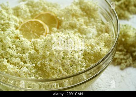 Fiori di sambuco freschi raccolti in maceratina primaverile in acqua con limone - preparazione di sciroppo di erbe Foto Stock