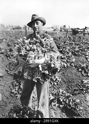 Contea di Alameda, California: c. 1926 Un operaio che vende rabarbaro su alcuni dei 1.600 acri dedicati al raccolto in questa contea della San Francisco Bay area. Foto Stock