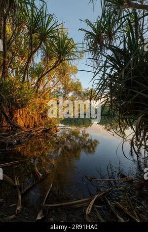 Vista delle piante tropicali intorno al bordo di Jim Jim Jim Billabong al tramonto nel Parco Nazionale di Kakadu in Australia Foto Stock