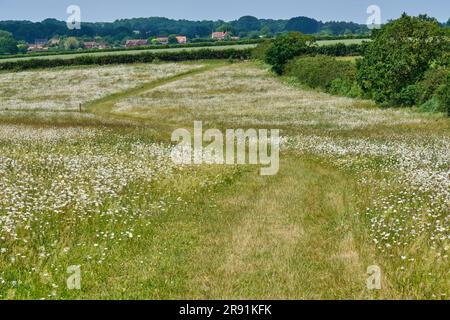 OX Eye Daisies a Courtyard Farm, vicino a Ringstead, Norfolk Foto Stock