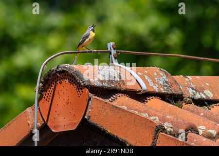 Una coda di sciabola grigia appollaiata su un conduttore di fulmini posto sopra le tegole rosse del tetto, che canta. Foglie verdi sullo sfondo. Giornata di sole. Foto Stock