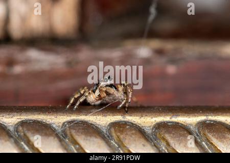 Ragno saltellante Zebra (Salticus scenicus) su una porta d'ingresso che gira un filo di seta, Inghilterra, Regno Unito Foto Stock