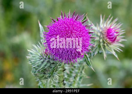 Cardo di muschio (Carduus nutans, annuire thistle) pianta di fiori selvatici che cresce su gesso, Martin Down, Hampshire, Inghilterra, Regno Unito Foto Stock