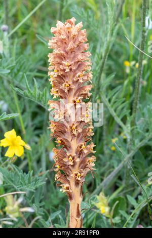 Knapweed Broomrape (Orobanche elatior), una pianta eretta priva di clorofilla ed è parassita sulla knapweed maggiore (Centaurea scabiosa), Inghilterra, Regno Unito Foto Stock