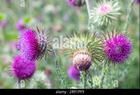 Cardo di muschio (Carduus nutans, annuire thistle) pianta di fiori selvatici che cresce su gesso, Martin Down, Hampshire, Inghilterra, Regno Unito Foto Stock