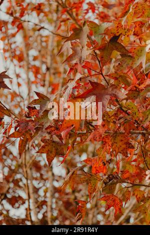 gli autumns lasciano lo sfondo Foto Stock