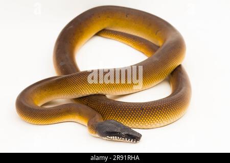 Oro Albertisi, serpente pitone dalle labbra bianche (Leiopython albertisi) isolato su sfondo bianco Foto Stock