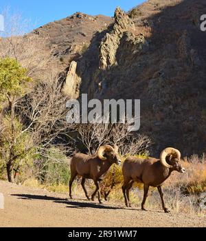 ripide pareti di canyon di granito e alberi di cottonwood mutevoli in una giornata di sole autunnale nel canyon di waterton a littleton, colorado Foto Stock