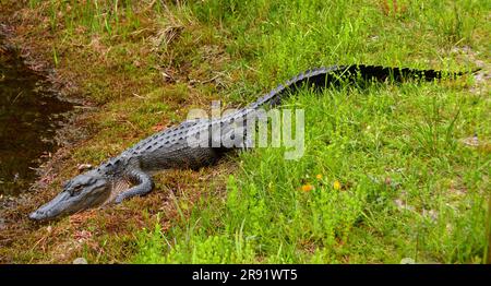 un alligatore americano che si rilassa nella terra paludosa di okefenokee riserva naturale nazionale della georgia meridionale Foto Stock