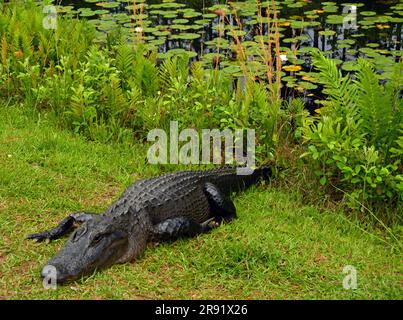 primo piano di un alligatore americano nella lussureggiante palude del rifugio naturale nazionale okefenokee nella georgia meridionale Foto Stock