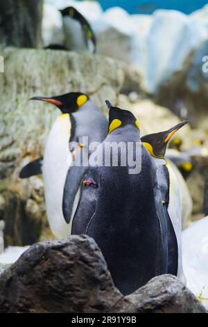 Pinguini re in diverse pose con un altro sullo sfondo fuori fuoco. Foto Stock