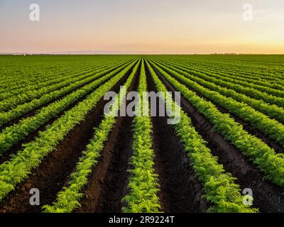 Piante verdi fresche in fila nel campo di carote Foto Stock