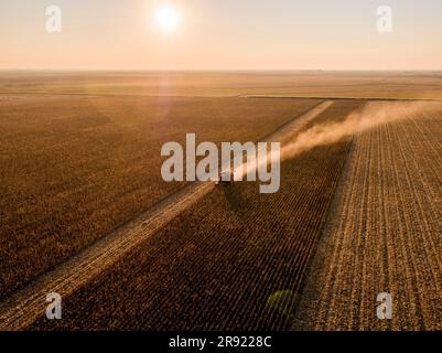 Mietitrebbiatrice che lavora su campo di mais Foto Stock