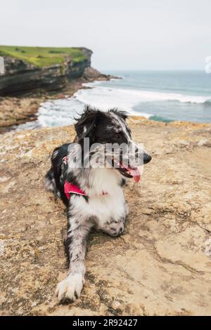 Cane sdraiato sulla roccia con la spiaggia sullo sfondo Foto Stock