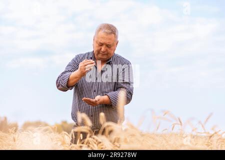 Agricoltore anziano che controlla il frumento in azienda Foto Stock