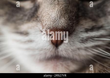 Foto macro ravvicinata del naso di un gatto torbiere grigio con dettagli visibili Foto Stock