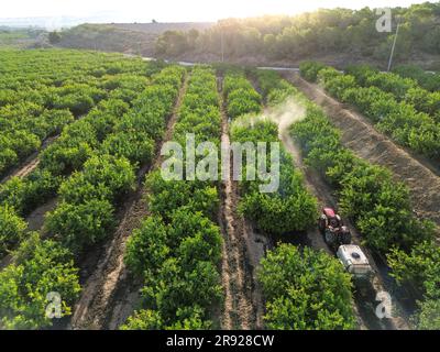 Lavoratore agricolo che spruzza pesticidi su campi agricoli di limone Foto Stock