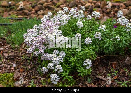 Iberis, aɪˈbɪərɪs, comunemente chiamato candytuft, è un genere di piante da fiore appartenenti alla famiglia delle Brassicaceae. Foto Stock