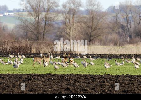 Oca grigia (Anser anser), grande gregge che si alimenta insieme al cervo in un campo di cereali invernale alla fine dell'autunno, Germania, Baviera, Erdinger Moos Foto Stock