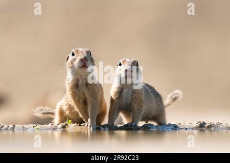 Scoiattolo macinato europeo, suslik europeo, souslik europeo (Citellus citellus, Spermophilus citellus), due scoiattoli macinati sono insieme a a. Foto Stock