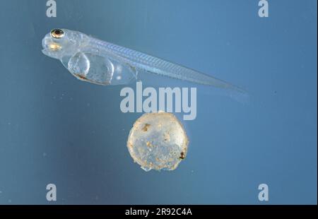 Streber (Zingel streber), Larva subito dopo la schiusa dall'uovo Foto Stock