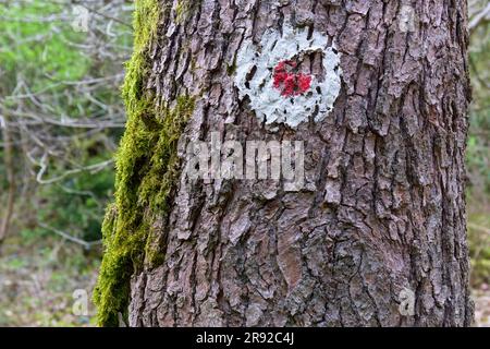 Segnaletica stradale in una corteccia, Germania, Renania settentrionale-Vestfalia Foto Stock