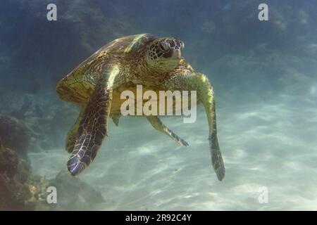 Tartaruga verde, tartaruga di roccia, tartaruga di carne (Chelonia mydas), nuoto sulla costa rocciosa sul fondo sabbioso, colpo frontale, USA, Hawaii, Maui Foto Stock