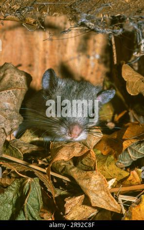 Topo commestibile, topo comune commestibile, topo grasso, topo dalla coda di scoiattolo (Glis glis), in una scatola di nidificazione starling, ritratto, Germania, Baviera, Foto Stock