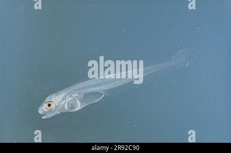 Streber (Zingel streber), Larva subito dopo aver nuotato libero Foto Stock