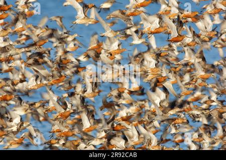 Dea dalla coda da bar (Limosa lapponica), enorme gregge e nodi rossi in volo, Nederland, Frisia, Paesi Bassi, Terschelling Foto Stock