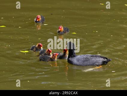 Black coot (Fulica atra), nutre giovani uccelli, Germania Foto Stock