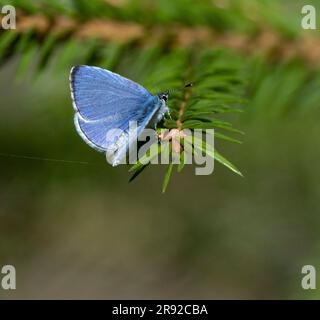 Blu azzurro, azzurro azzurro (Celastrina argiolus, Celestrina argiolus, Cyaniris argiolus, Lycaena argiolus), Seduto su una filiale, Finlandia Foto Stock